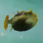 Ornate Cowfish