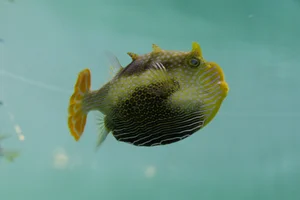 Ornate Cowfish