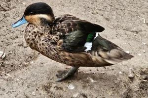 Zilvertaling