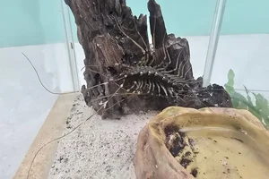 Thereuopoda clunifera