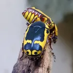 Pachnoda ephippiata (Gerstaecker, 1867)