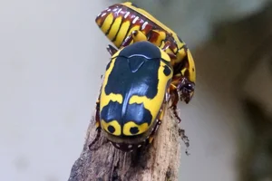 Pachnoda ephippiata
