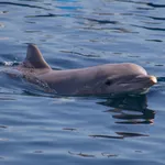 Bottle-nosed Dolphin
