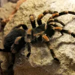 Mexican redknee