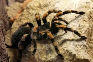 Mexican redknee