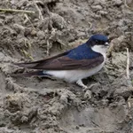 Common House Martin