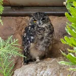 Spotted Eagle-Owl