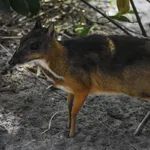 Javan Chevrotain