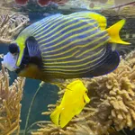 Emperor Angelfish