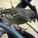 Atlantic Canary