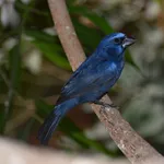 Blue-black Grosbeak