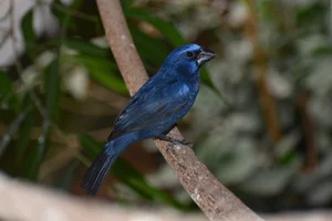 Blauwrugbisschop