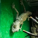 Northern Spiny-tailed Gecko