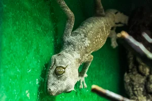 Northern Spiny-tailed Gecko