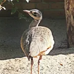 White-bellied Bustard