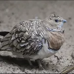 Pin-tailed Sandgrouse (Pin-tailed)