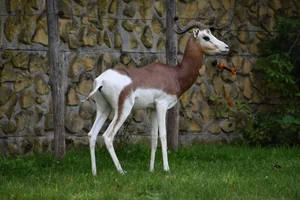 Mhorrgazelle