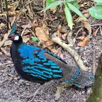 Palawan Peacock-Pheasant