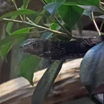 Boomslang