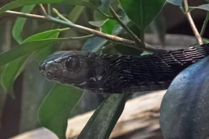 Boomslang