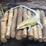 Five-lined Skink