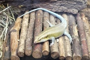 Five-lined Skink