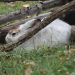 Mountain Hare