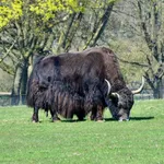 Yak