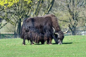 Yak