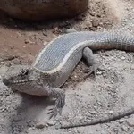 Common Giant Plated Lizard