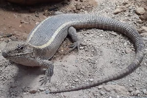 Common Giant Plated Lizard