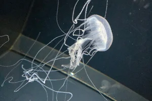 jellyfish
