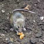 Western European House Mouse
