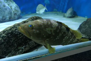 Hong Kong Grouper