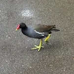 Common Moorhen