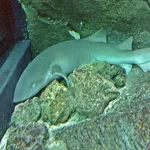 Atlantic Nurse Shark