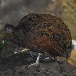 Congo Peafowl