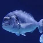 Gilt-head Seabream