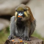 Red-tailed Mustached Monkey
