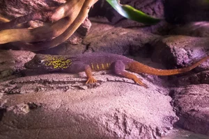 Psychedelic Rock Gecko