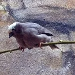 Grey-capped Social-Weaver