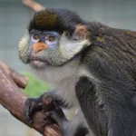 Yellow-nosed Red-tailed Monkey