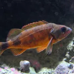 Puget Sound rockfish