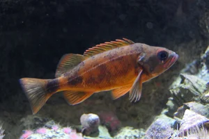 Puget Sound rockfish