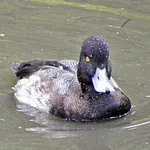 Lesser Scaup