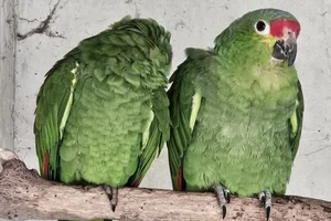 Geelwangamazone