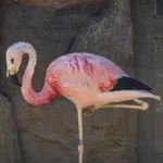 Andean Flamingo