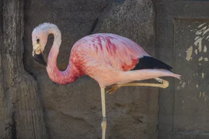 Andesflamingo