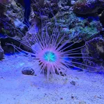 Pachycerianthus fimbriatus