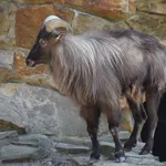 Himalayan Tahr